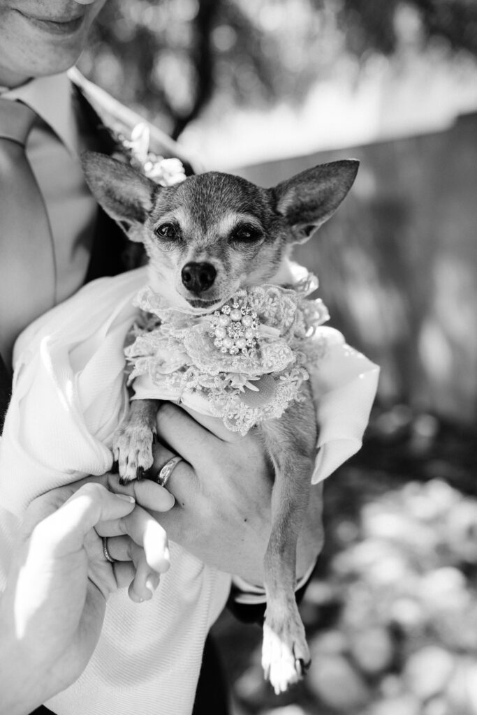 tucson-arizona-wedding-meredith-amadee-photography