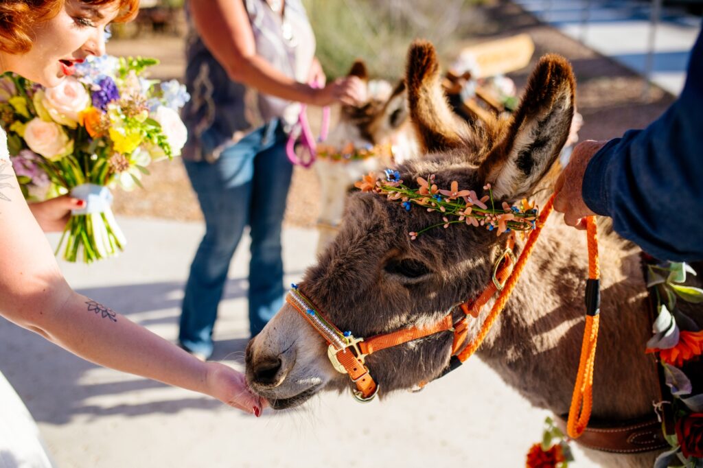 beer-burros-meredith-amadee-photography