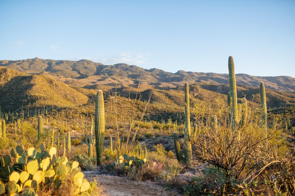 desert-wedding-meredith-amadee-photography