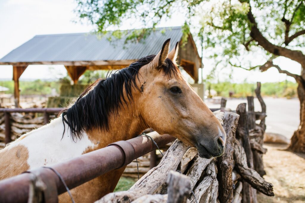 tanque-verde-ranch-meredith-amadee-photography